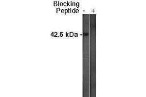 Western blot analysis using Sphingosine Kinase 1 antibody at a dilution of 1:400 on MDBK cell lysate  at 1:75,000. (SPHK1 Antikörper  (C-Term))
