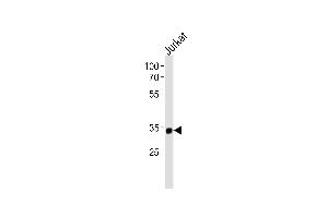 Western Blotting (WB) image for anti-Small Nuclear RNA Activating Complex, Polypeptide 2, 45kDa (SNAPC2) (AA 278-307), (C-Term) antibody (ABIN5532172)