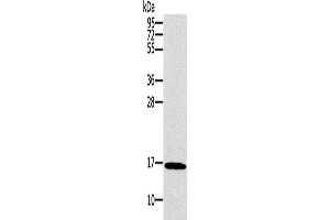 Western Blotting (WB) image for anti-Synuclein, gamma (Breast Cancer-Specific Protein 1) (SNCG) antibody (ABIN2421056) (SNCG Antikörper)