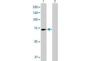 Western Blot analysis of GALC expression in transfected 293T cell line by GALC MaxPab polyclonal antibody. (GALC Antikörper  (AA 1-669))