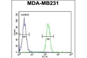 ARG1 Antibody (C-term) (ABIN652925 and ABIN2842593) flow cytometric analysis of MDA-M cells (right histogram) compared to a negative control cell (left histogram). (Liver Arginase Antikörper  (C-Term))
