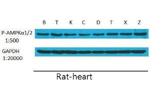 Western Blot (WB) analysis: Please contact us for more details. (GAPDH Antikörper)