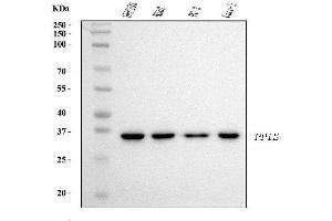 Western blot analysis of Cyclophilin E/PPIE using anti-Cyclophilin E/PPIE antibody (ABIN7599243). (PPIE Antikörper  (AA 1-301))