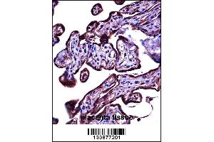 CEACAM3 Antibody immunohistochemistry analysis in formalin fixed and paraffin embedded human placenta tissue followed by peroxidase conjugation of the secondary antibody and DAB staining.