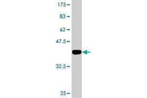 Western Blot detection against Immunogen (36. (ILKAP Antikörper  (AA 293-392))