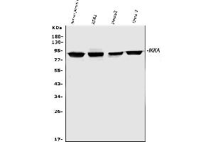 Western blot analysis of IKK alpha using anti-IKK alpha antibody (ABIN3043812). (IKK alpha Antikörper  (AA 411-745))