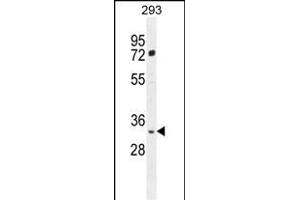 FRG2B Antibody (N-term) (ABIN655023 and ABIN2844655) western blot analysis in 293 cell line lysates (35 μg/lane). (FRG2B Antikörper  (N-Term))