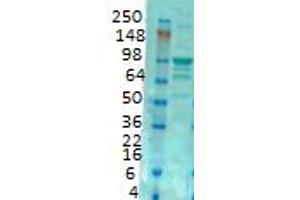 GluR2 Western Blot. (GRIA2 Antikörper  (C-Term))