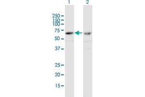 Western Blot analysis of ZNF284 expression in transfected 293T cell line by ZNF284 MaxPab polyclonal antibody.