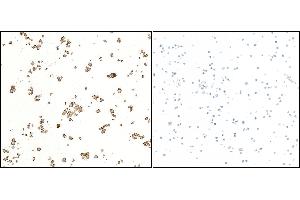 Immunocytochemistry (ICC) image for anti-CD5 (CD5) (AA 25-371) antibody (ABIN7449418)