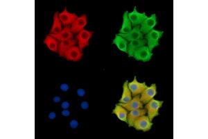ABIN7095910 and ABIN7099972 staining Hela cells by IF/ICC.
