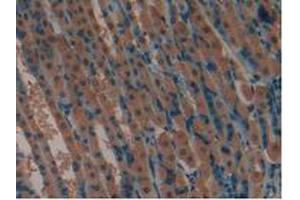 IHC-P analysis of Mouse Stomach Tissue, with DAB staining. (LIFR Antikörper  (AA 381-485))