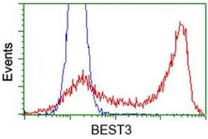 HEK293T cells transfected with either RC218436 overexpress plasmid (Red) or empty vector control plasmid (Blue) were immunostained by anti-BEST3 antibody (ABIN2453917), and then analyzed by flow cytometry. (Bestrophin 3 Antikörper)