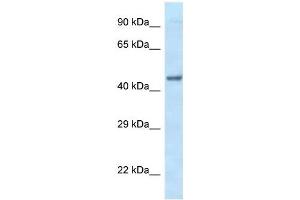 Western Blot showing EIF3F antibody used at a concentration of 1 ug/ml against Fetal Heart Lysate (EIF3F Antikörper  (C-Term))