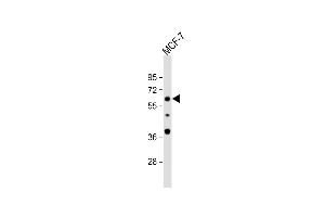 APEX2 Antikörper  (AA 143-171)