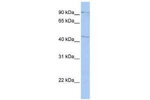 LOC645015 antibody used at 1 ug/ml to detect target protein. (LOC645015 (Middle Region) Antikörper)