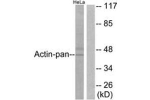 Western blot analysis of extracts from HeLa cells, using Actin-pan Antibody. (Actin Antikörper  (AA 326-375))