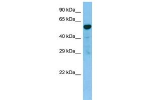 WB Suggested Anti-TACR3 AntibodyTitration: 1. (TACR3 Antikörper  (C-Term))