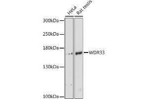 Western blot analysis of extracts of various cell lines, using WDR33 antibody (ABIN6128921, ABIN6150188, ABIN6150190 and ABIN6218494) at 1:3000 dilution. (WDR33 Antikörper  (AA 1-208))