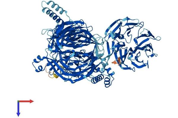 SF3B3 Protein (AA 1-1217) (His tag)