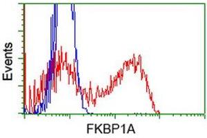 Image no. 4 for anti-FK506 Binding Protein 1A, 12kDa (FKBP1A) antibody (ABIN1498275) (FKBP1A Antikörper)