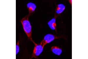 IF analysis of Hsp90 alpha using anti-Hsp90 alpha antibody (ABIN3043848).