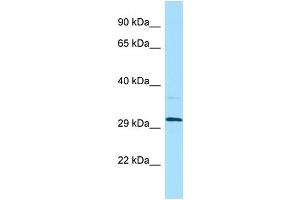 Western Blotting (WB) image for anti-Leukocyte Immunoglobulin-Like Receptor, Subfamily A (With TM Domain), Member 5 (LILRA5) (N-Term) antibody (ABIN2790553)