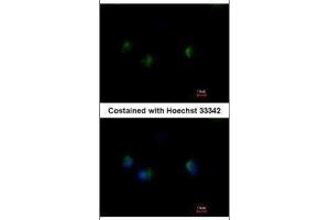 ICC/IF Image Immunofluorescence analysis of methanol-fixed A549, using MST4, antibody at 1:500 dilution. (STK26/MST4 Antikörper  (C-Term))