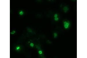 Immunofluorescence (IF) image for anti-Zinc Finger, Imprinted 2 (ZIM2) (AA 1-150), (AA 428-527) antibody (ABIN1490588) (ZIM2 Antikörper  (AA 1-150, AA 428-527))