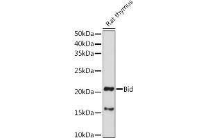 Western Blotting (WB) image for anti-BH3 Interacting Domain Death Agonist (BID) (AA 1-130) antibody (ABIN3020688)