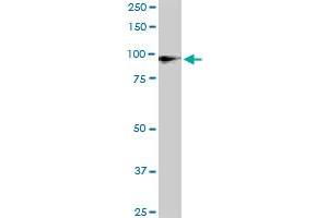 UBTF monoclonal antibody (M04), clone 2D8. (UBTF Antikörper  (AA 551-650))