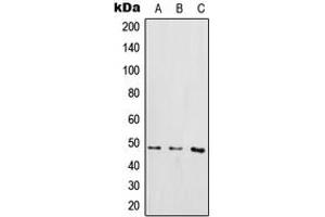 Western blot analysis of IKK gamma (pS85) expression in THP1 LPS-treated (A), Raw264. (IKBKG Antikörper  (pSer85))