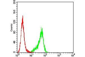Flow cytometric analysis of Hela cells using P2RY14 mouse mAb (green) and negative control (red). (P2RY14 Antikörper)