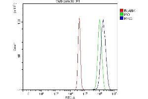 Flow Cytometry analysis of U251 cells using anti-RFC3 antibody (ABIN7602126).