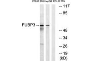 Western blot analysis of extracts from COLO/HepG2 cells, using FUBP3 Antibody.