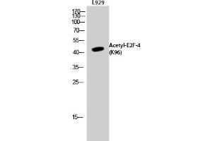 Western Blot analysis of L929 cells using Acetyl-E2F-4 (K96) Polyclonal Antibody (E2F4 Antikörper  (acLys96))
