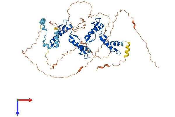 ZNF205 Protein (AA 1-554) (His tag)