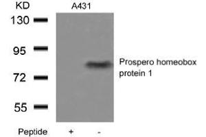 Western blot analysis of extracts from A431 cells using Prospero homeobox protein 1and the same antibody preincubated with blocking peptide. (PROX1 Antikörper  (AA 723-727))