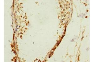 Immunohistochemistry of paraffin-embedded human testis tissue using ABIN7167094 at dilution of 1:100 (RanBP3 Antikörper  (AA 1-250))
