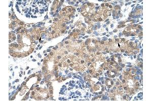 CHRNB2 antibody was used for immunohistochemistry at a concentration of 4-8 ug/ml to stain Epithelial cells of renal tubule (arrows) in Human Kidney. (CHRNB2 Antikörper)