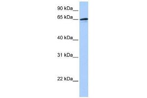 ZNF417 antibody used at 0. (ZNF417 Antikörper  (N-Term))