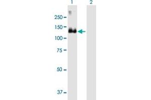 Western Blot analysis of MCF2 expression in transfected 293T cell line by MCF2 MaxPab polyclonal antibody. (MCF2 Antikörper  (AA 1-985))