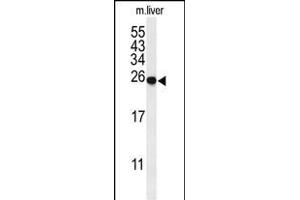 Western blot analysis of SPR Antibody (C-term) (ABIN653908 and ABIN2843145) in mouse liver tissue lysates (35 μg/lane). (SPR Antikörper  (C-Term))