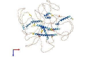 Myocardin (MYOCD) (AA 1-938) protein (His tag)