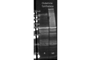 Image no. 1 for anti-Glutamate-Ammonia Ligase (GLUL) antibody (Texas Red (TR)) (ABIN799720) (GLUL Antikörper  (Texas Red (TR)))