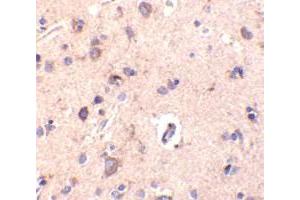 Immunohistochemical staining of human brain tissue using AP30248PU-N CTRP2 antibody at 10 μg/ml. (C1QTNF2 Antikörper  (Intermediate Domain))