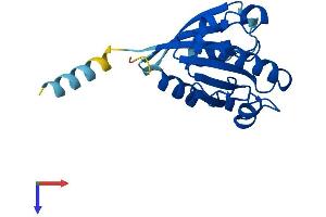 ARL8B Protein (AA 1-186) (His tag)