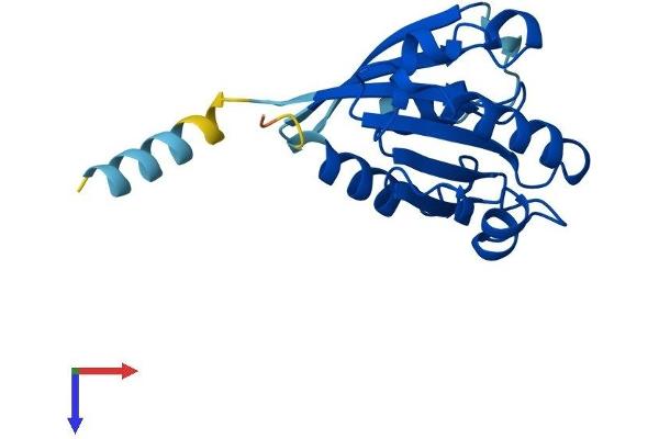 ARL8B Protein (AA 1-186) (His tag)