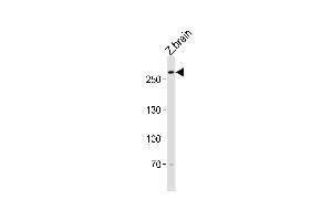 Western blot analysis of lysate from zebra fish brain tissue lysate, using (DANRE) trio Antibody (Center) Azb18705c. (TRIO Antikörper  (AA 2310-2344))