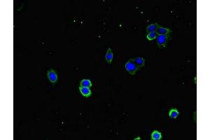 Immunofluorescence (IF) image for anti-DnaJ (Hsp40) Homolog, Subfamily A, Member 1 (DNAJA1) (AA 8-106) antibody (ABIN7150492)
